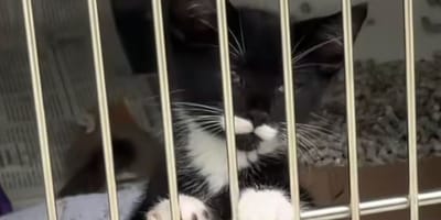 chaton errant