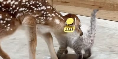 Kätzchen und Rehkitz