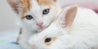 Kitten en konijn