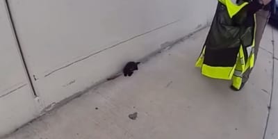 Kätzchen und Polizist