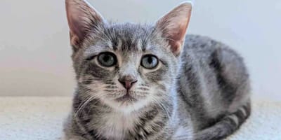 Grey kitten