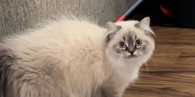 Grijs-wit kitten
