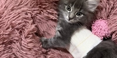 Sick kitten
