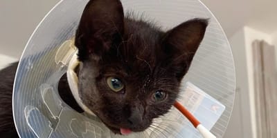 chaton noir