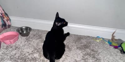 Chaton noir