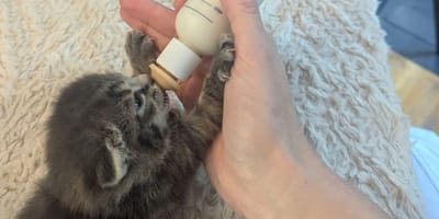Kitten being bottle-fed