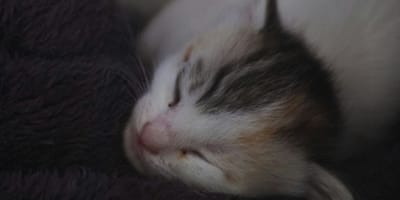 Chaton qui dort