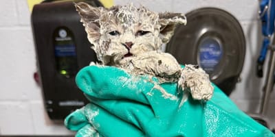 Chaton recouvert de colle