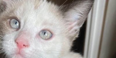 Chaton rendu