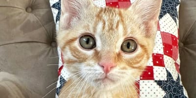 chaton roux