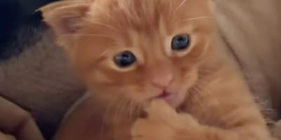 Chaton roux