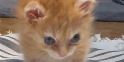 Disabled ginger kitten