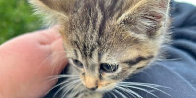 Kitten gered uit een rivier