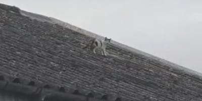 Kitten on a roof
