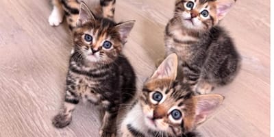 chatons