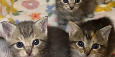 Kittens