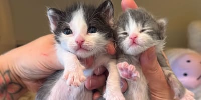 Verlaten kittens
