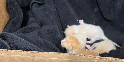 Kittens in een doos