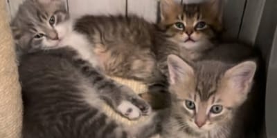 Chatons de refuge