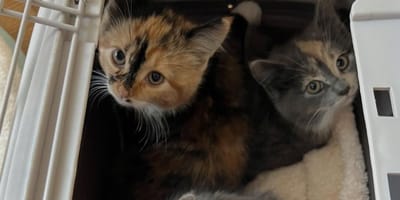 Tortoiseshell kittens