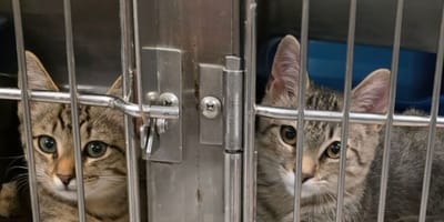 chatons errants