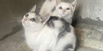 Chatons sauvages
