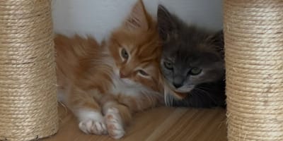 Uratowane kocięta