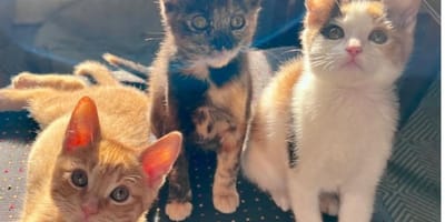 abandoned cats