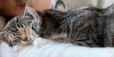 geadopteerde katten