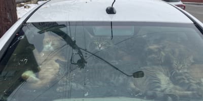 Gatti rinchiusi in un'auto