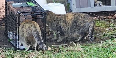 Streunende Katzen