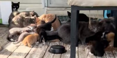 Streunende Katzen