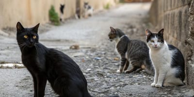 Chats errants