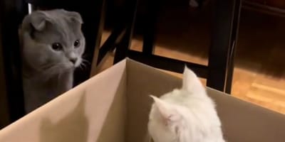 Katzenfamilie