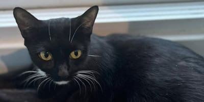 chatte abandonnée