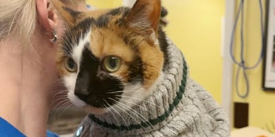 Chatte abandonnée