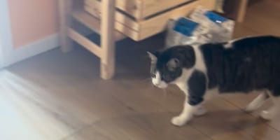 Grijs-witte kat