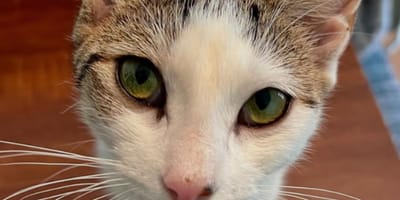chatte errante