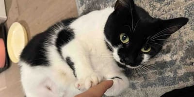 Chatte errante