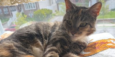 Chatte errante