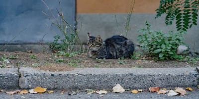 Stray cat
