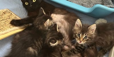 Moederpoes en haar kittens
