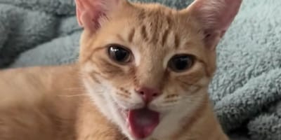 Chatte rousse