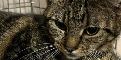 Chatte sur le point d'accoucher