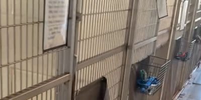 Shelter kennel