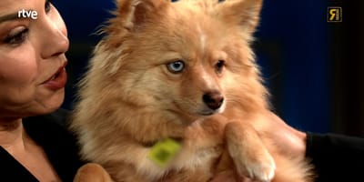 chenoa-con-su-perra-adoptada-cloe