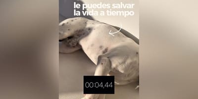 chequeo-respiracion-perro-salvarle-la-vida