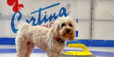 Chico, psi ambasador olimpijski