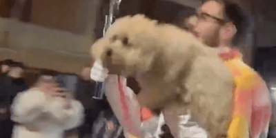 Chico tedoforo a quattro zampe