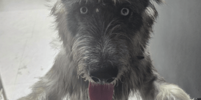 chien